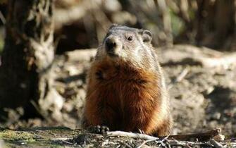 Groundhog Wallpaper
