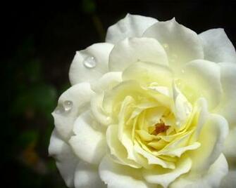 White Peony Photography Wallpaper Plant Desktop Background
