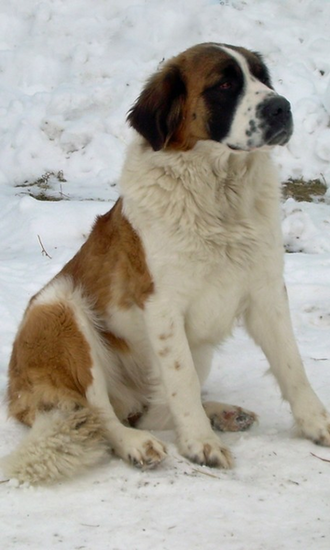 St Bernard Dog HD Live Wallpaper