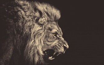 Classy Lion Wallpaper Athenna Design Web De