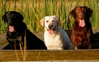 Animal Labrador Retriever Dog Wallpaper