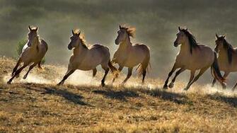 Beautiful Wallpaper Wild Horses