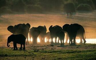 Elephant Computer Wallpaper Desktop Background Id