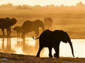Red Wallpaper Elephant African