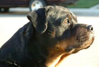 Image Of Rottweilers Rottweiler Males Producing