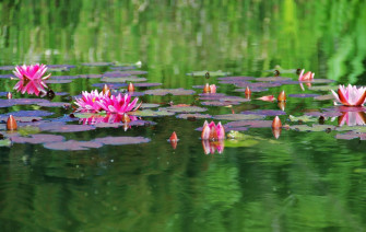 Pond Wallpaper S