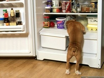 Cute Boxer Boxers Wallpaper