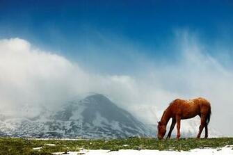 Landscapes Animals Wallpaper
