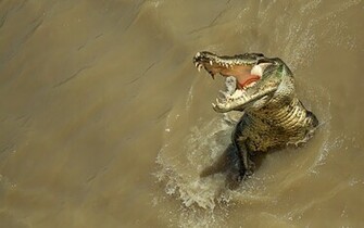 Wildlife Alligator New HD Wallpaper