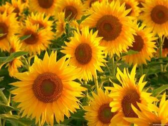 Sunflowers Wallpaper