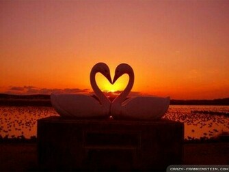 Wallpaper Swan Tells Love Nature
