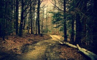 The Road In Woods Autumn Wallpaper And Image