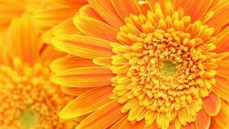 Orange Floral Wallpaper Group