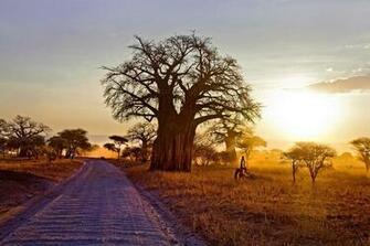Baobab Tree Wallpaper And Background Image Net