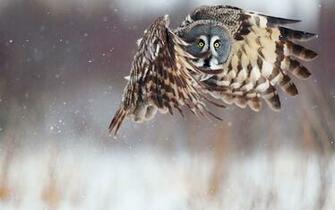 Owl Flying Wallpaper