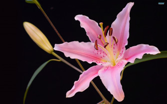 Lily Flower Wallpaper