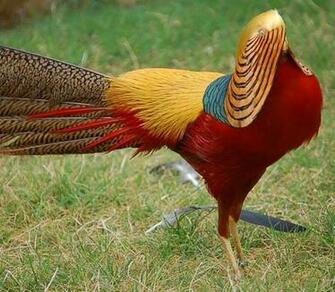 Best Image About Pheasants Golden Pheasant On