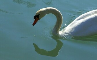 Swan Wallpaper