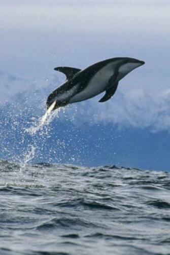 Dolphin iPhone Wallpaper HD