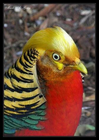 Pin Golden Pheasant Wallpaper