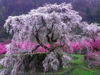 The Cherry Tree Wallpaper Desktop