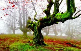 Lovely Forest Moss Wallpaper