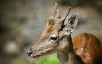 Beautiful Wallpaper Deer