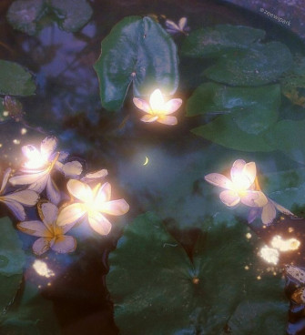Magical Water Lilies Wallpaper