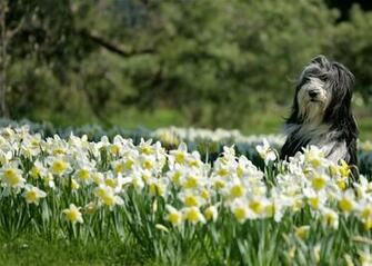 Spring Dog Wallpaper