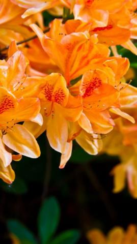 Light Orange Flowers iPhone Plus Wallpaper Yellow Flower