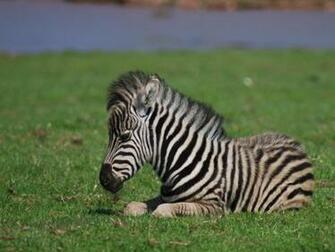 Baby Zebra