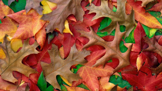 October Fall Wallpaper