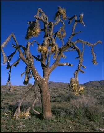 Joshua Tree National Park