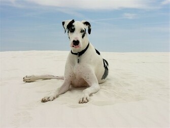 Harlequin Great Dane Wallpaper