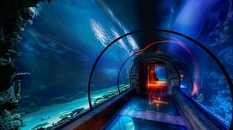Wallpaper Underwater World