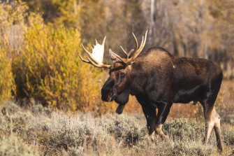 Animal Moose 4k Ultra HD Wallpaper