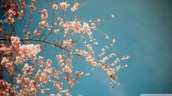 HD Wallpaper Beautiful Spring