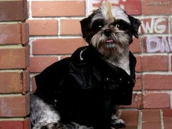 Tzu Pap Is De Parede Shih C Es Fotos Imagens E Wallpaper