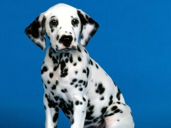 Dalmatians Dog See Spot Blackberry iPhone Desktop And