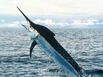 Swordfish Wallpaper