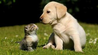 Nature Cats Animals Dogs Wallpaper