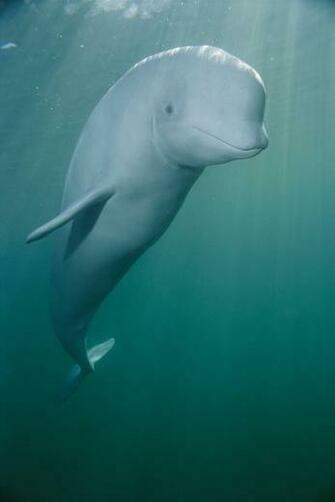 High Quality Beluga Whale Wallpaper Full HD Pictures