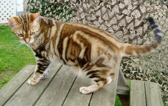 Bengal Cat Kitten Jpg
