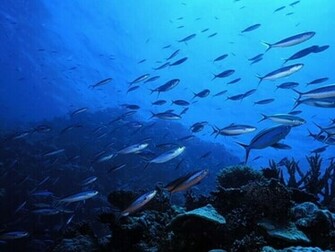 Collection Of Fish Wallpaper Desktop Desktophive