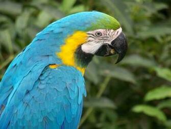 Blue Parrot Wallpaper