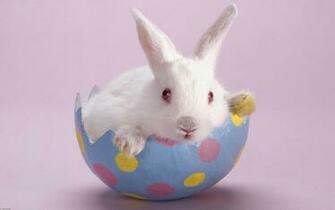 Easter HD Wallpaper Cute Bunnies Jpg