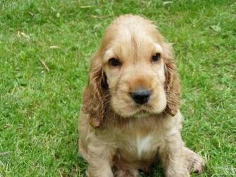 Cocker Spaniel Spockthedog