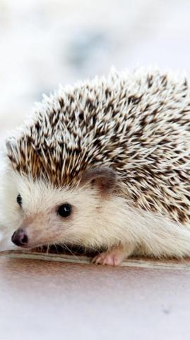 Adorable Hedgehog Wallpaper iPhone Android Desktop