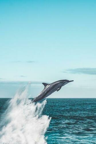 Dolphin Pictures Image