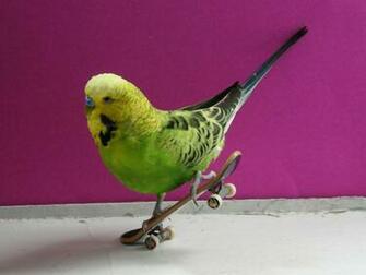 V Gel Auf Einem Skateboard Wallpaper 3d F R Desktop Bilder